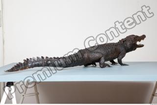 Crocodile body photo reference 0090